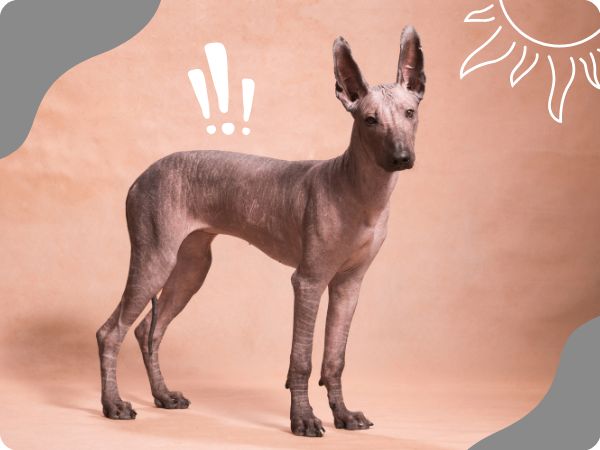 Naháč a ochrana pred slnkom